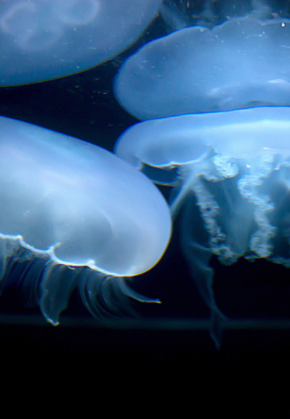 glowing-jellyfish_M1krRIuu-SBI-300269959