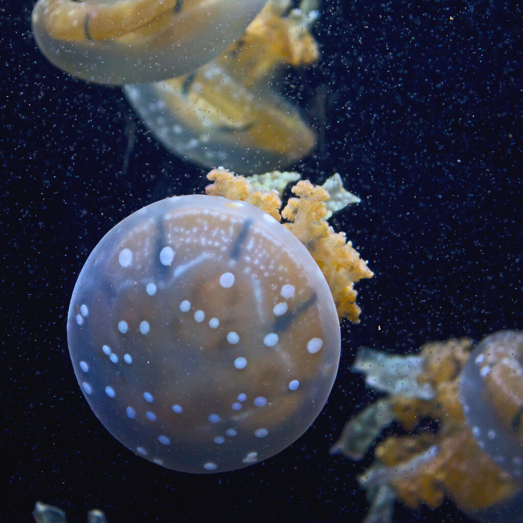 jelly-fishes-picture_fyLJgwFd-SBI-300363751